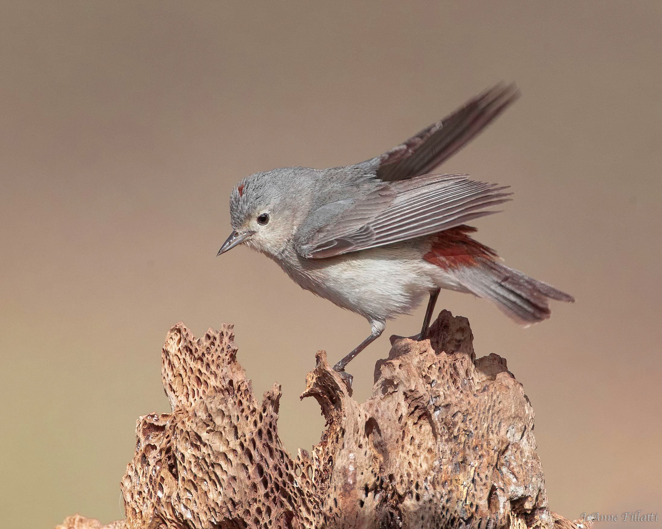 bird of arizona image 11